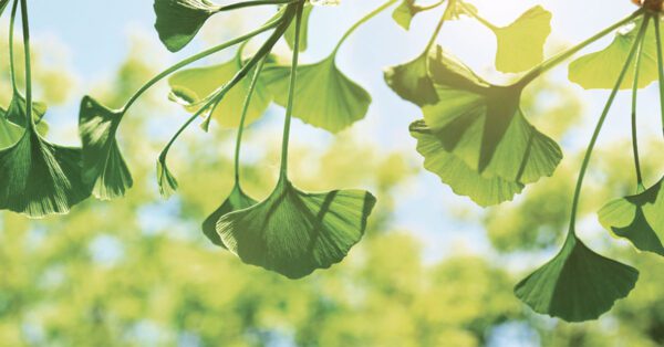 ginkgo-memory-benefits