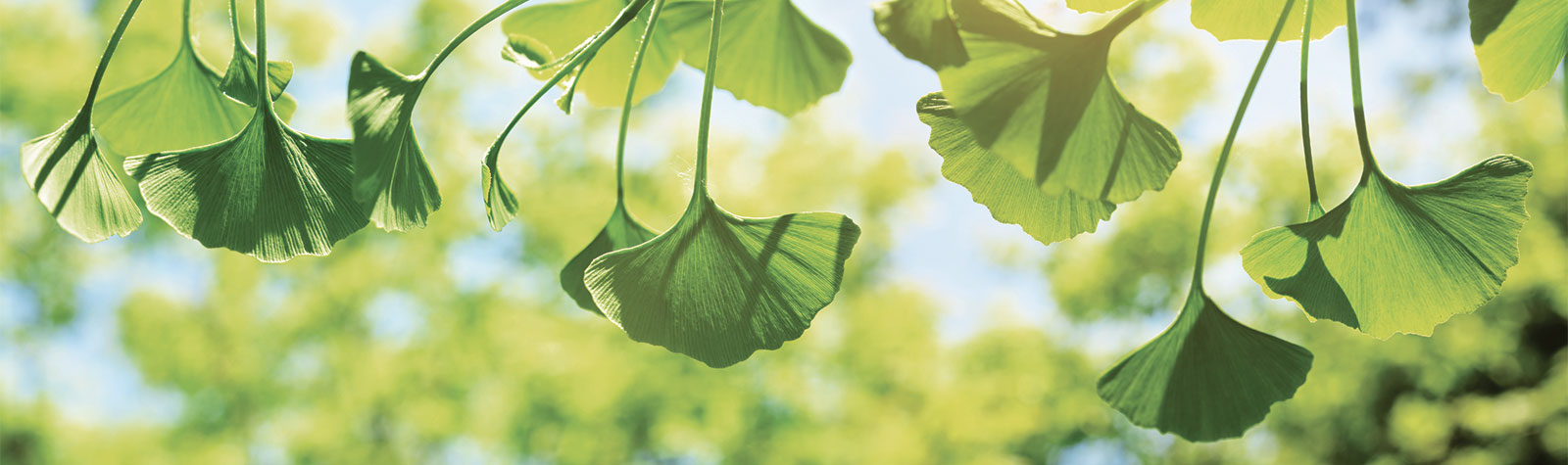 Antioxidant-Protection-from-Ginkgo