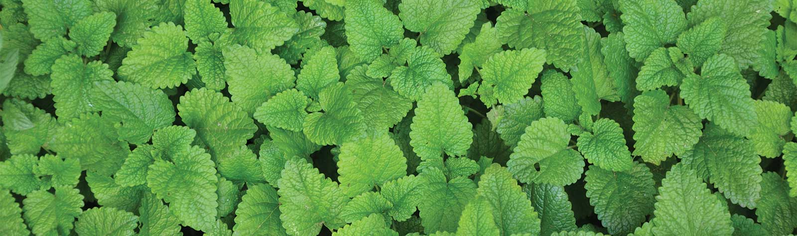 Lemon-balm-tea